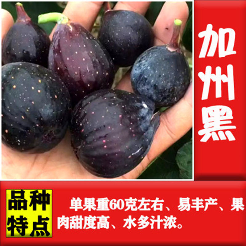 无花果苗，盆栽，地栽都可以，耐寒，南北方都可以种植