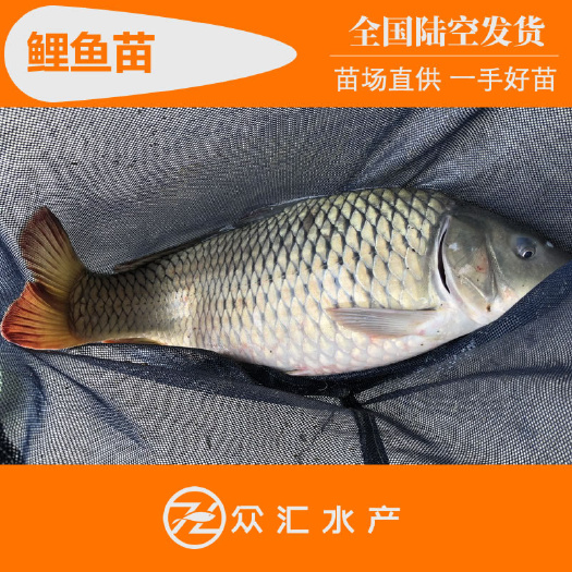 鲤鱼苗 亚洲建鲤苗 稻田鲤 福瑞鲤 福安鲤