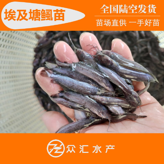 广州埃及塘鲺鱼苗 埃及塘角鱼苗 埃及鲶鱼苗 革胡子鱼鲶鱼苗