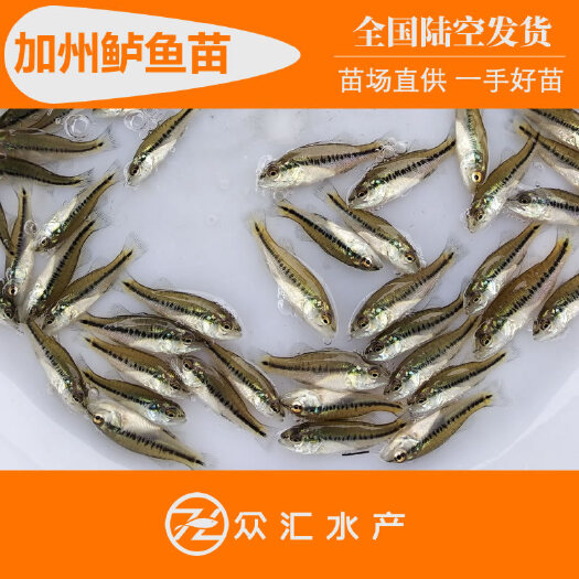 广州加州鲈鱼苗 优鲈3号 驯化吃料苗 2024年鲈鱼棕片及水花