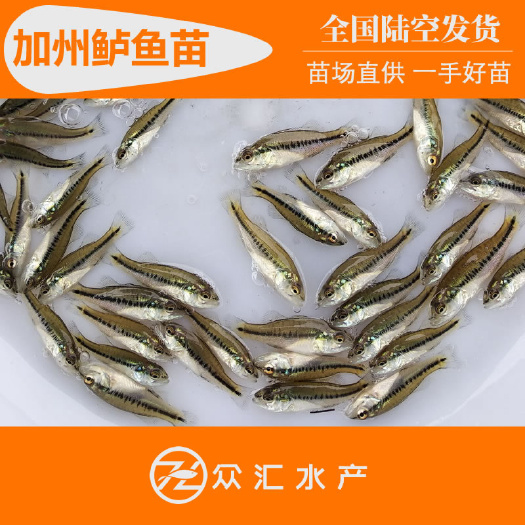 广州加州鲈鱼苗 优鲈3号 驯化吃料苗 2025年鲈鱼棕片及水花