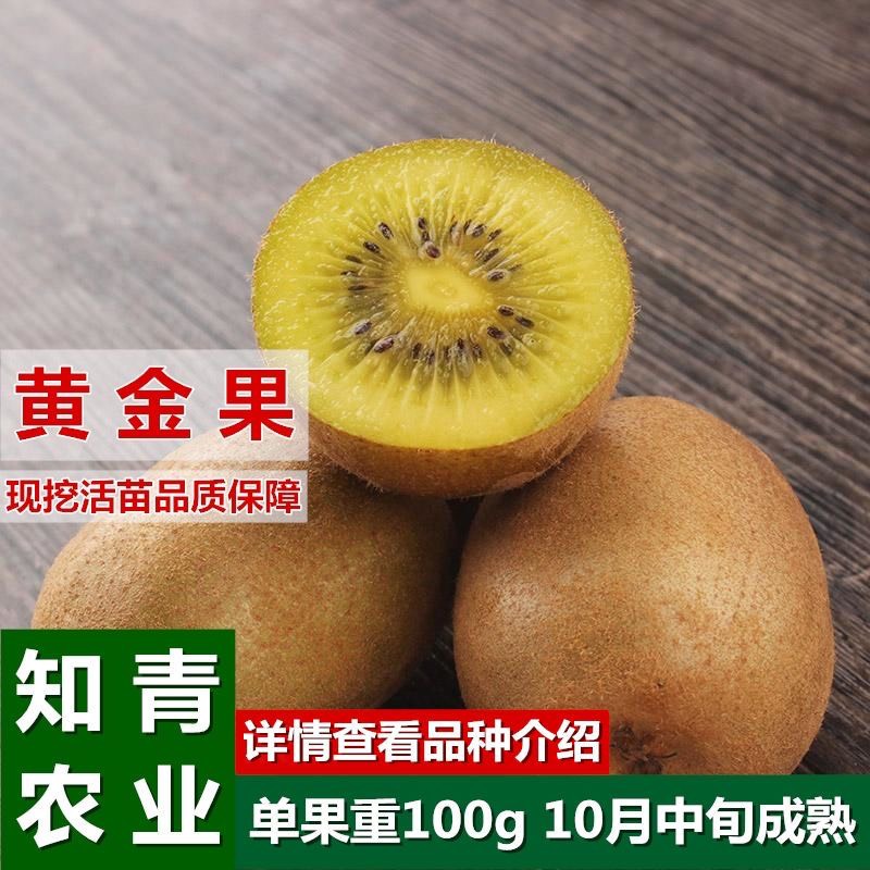 蒙阴县黄心猕猴桃苗嫁接苗包成活包结果支持技术指导可签合同现挖现发