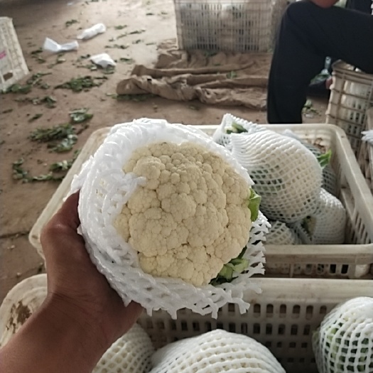 邯郸河北实菜花大量上市，货源充足，一站式服务，欢迎咨询采购！