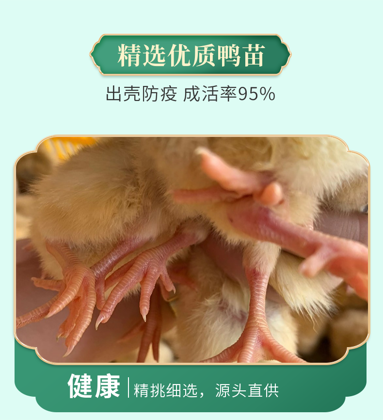 三黄鸡苗出壳防疫品种优良厂家直发