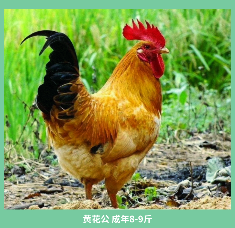 三黄鸡苗出壳防疫品种优良厂家直发