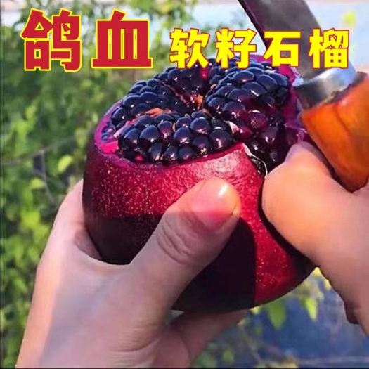 平邑县鸽血石榴苗抗病耐寒量大优惠抗病性强现挖现发