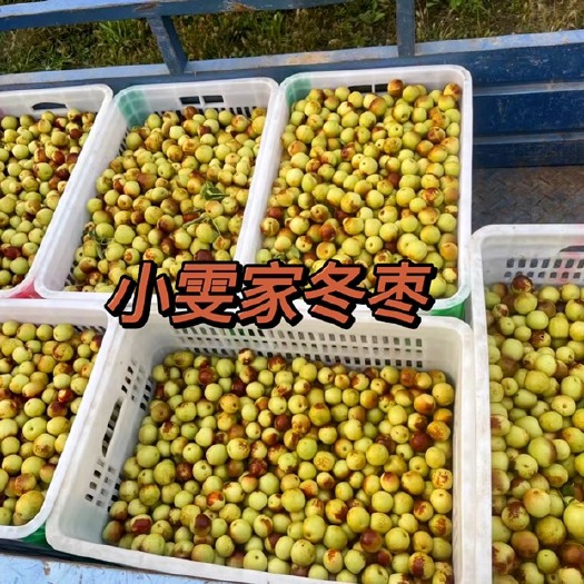 黄骅市黄骅冬枣，代办招商，场地大，黄金地段，位置优越，价格详谈。