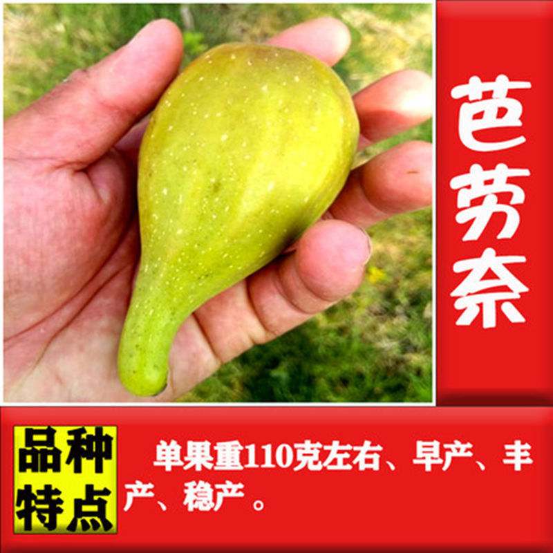 无花果苗，盆栽，地栽都可以，耐寒，南北方都可以种植