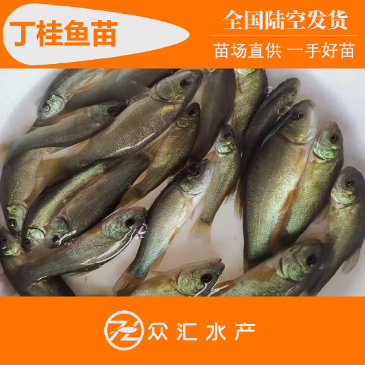 广州丁桂鱼苗 丁鱥鱼苗 须岁鱼苗 养殖基地大量批发