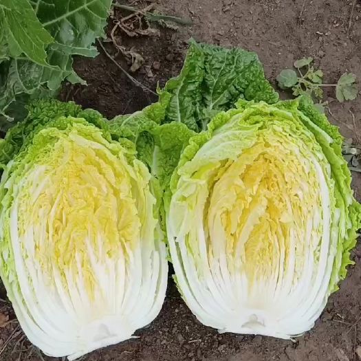 公主岭市吉林白菜:黄心菜.杠菜基地供货