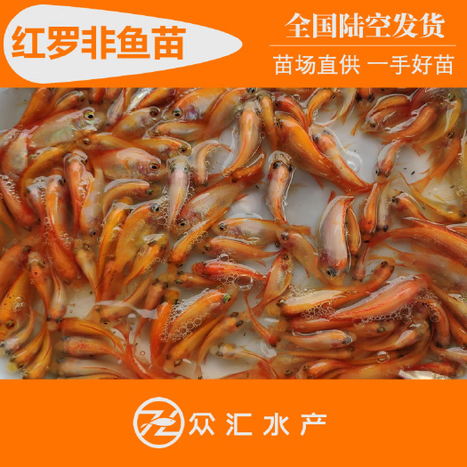 广州红罗非鱼苗 彩虹鲷鱼苗 红豹纹罗非鱼苗 红红火火鱼苗