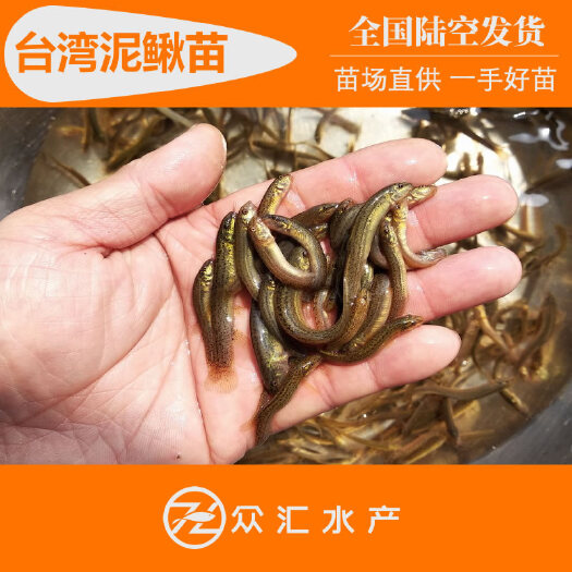 泥鳅苗 3－5厘米寸苗 泥鳅水花  养殖技术支持