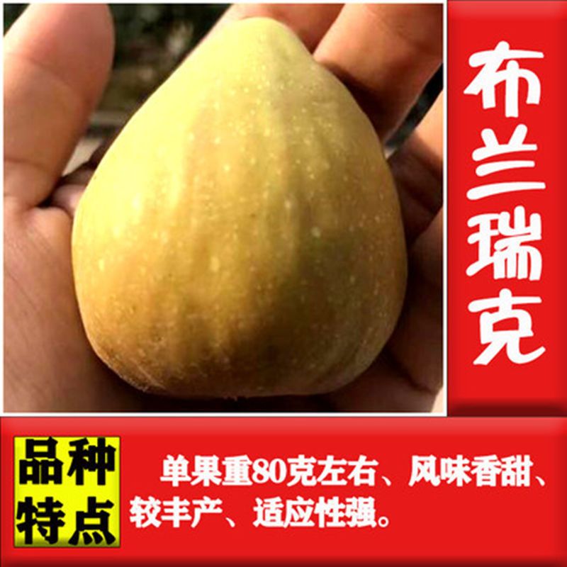 无花果苗，盆栽，地栽都可以，耐寒，南北方都可以种植
