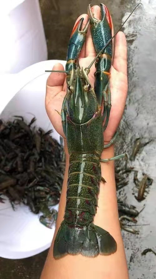 云霄县澳龙小龙虾