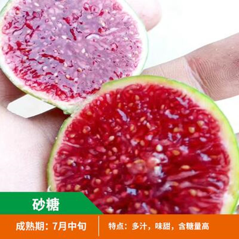 无花果苗，盆栽，地栽都可以，耐寒，南北方都可以种植