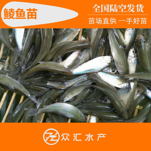 鲮鱼苗 麦鲮、土鲮鱼苗 多种规格 鲮鱼水花 鳜鱼饲料鱼饵料鱼