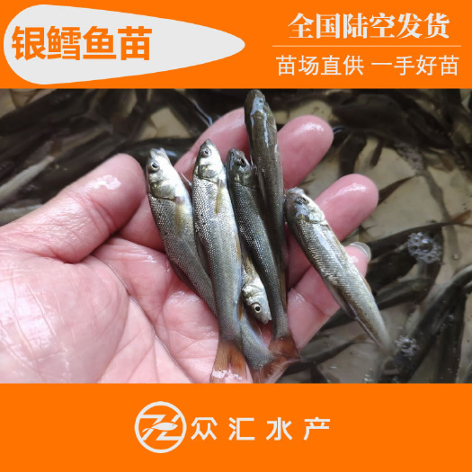广州大鳞鲃鱼苗 淡水养银鳕鱼苗 全国可养