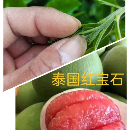 玉林泰国红宝石柚苗  泰国红宝石青柚苗