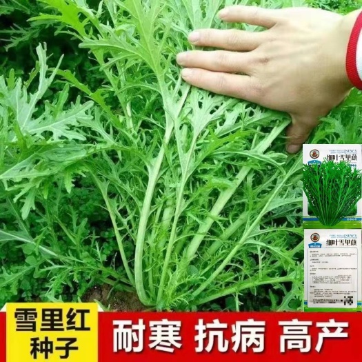 雪里红种子正宗九头鸟一年四季细叶雪菜雪里蕻农家高产咸菜蔬菜籽