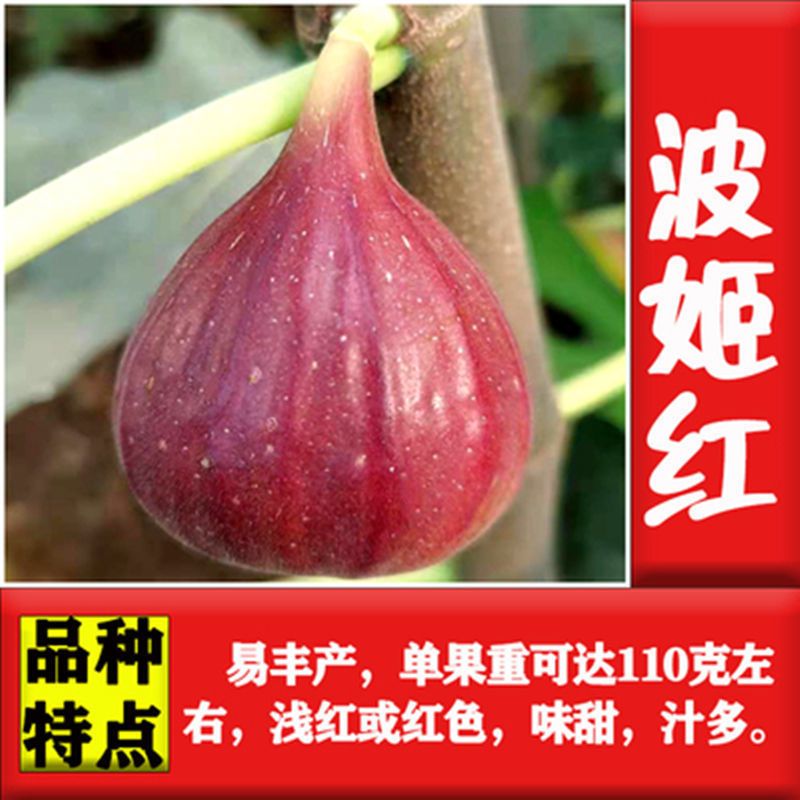 无花果苗，盆栽，地栽都可以，耐寒，南北方都可以种植