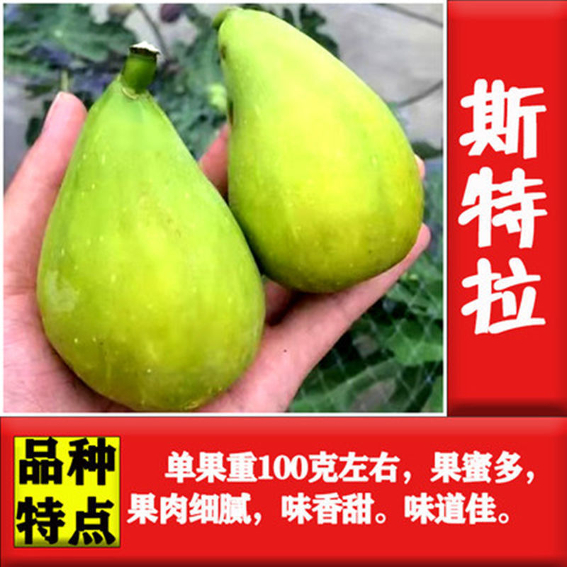 无花果苗，盆栽，地栽都可以，耐寒，南北方都可以种植