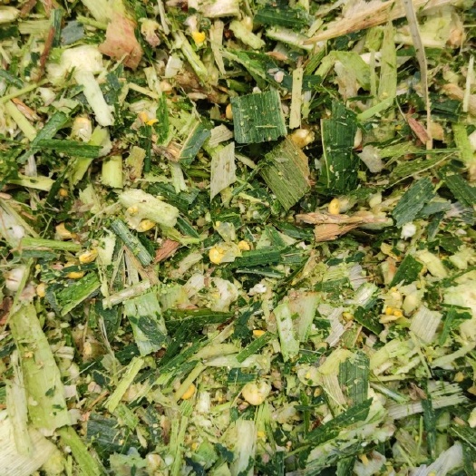 太和县玉米青贮