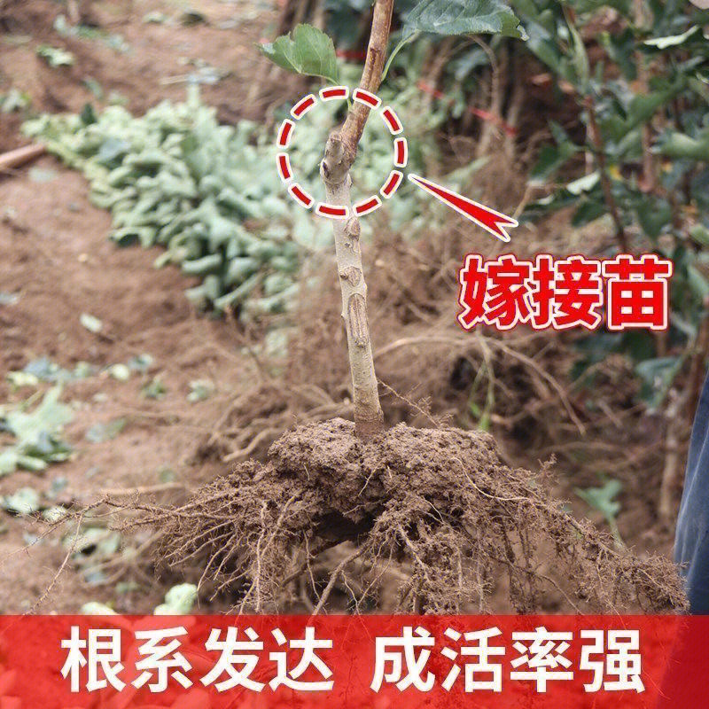 红肉山楂苗抗病耐寒量大优惠抗病性强现挖现发