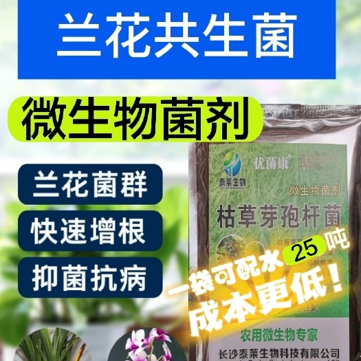 长沙县兰菌兰花微生物君子兰建兰蝴蝶兰春兰墨兰em兰科促花营养液菌种