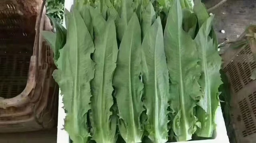 河北青油麦菜 30-35cm大棚种植 深绿新鲜 按需配送