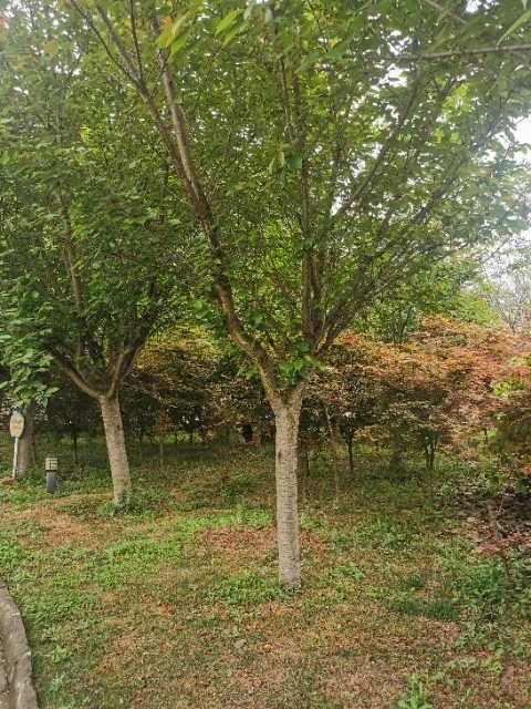 6万珠樱花大量售卖