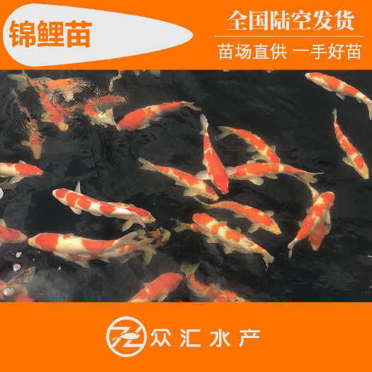 广州各种锦鲤鱼苗 颜色好 体型好