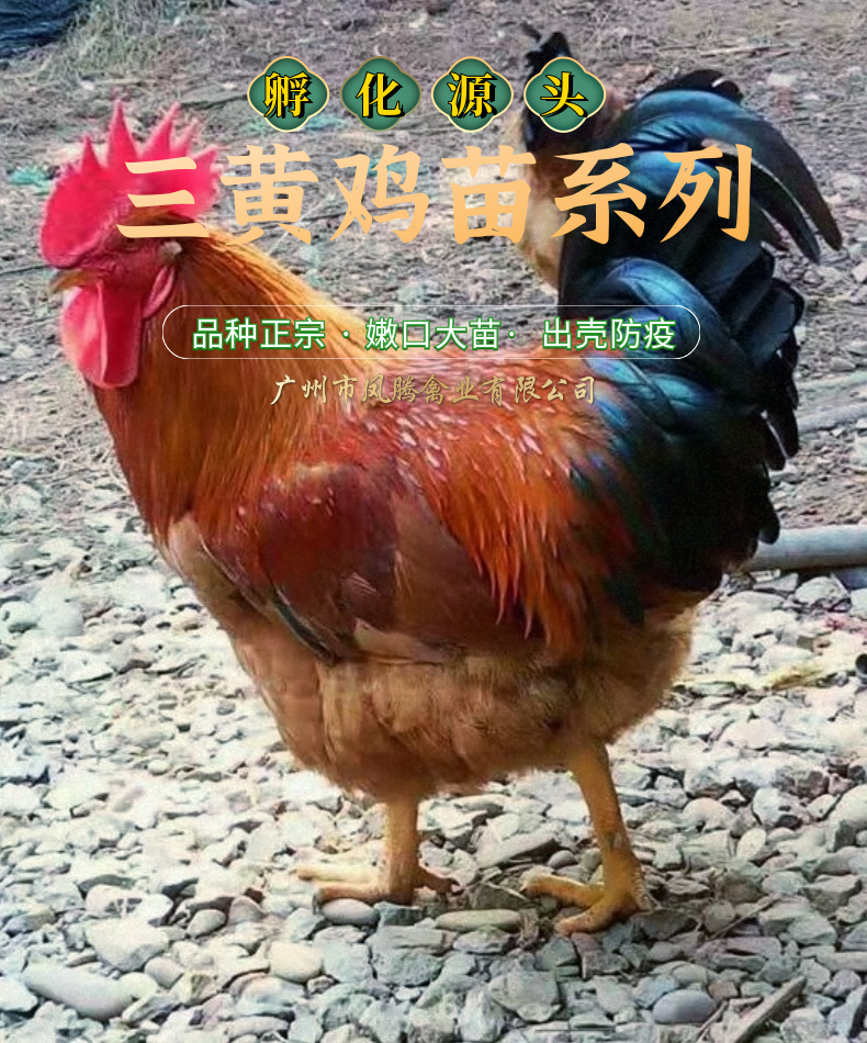 三黄鸡苗出壳防疫品种优良厂家直发