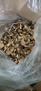 邯郸干平菇