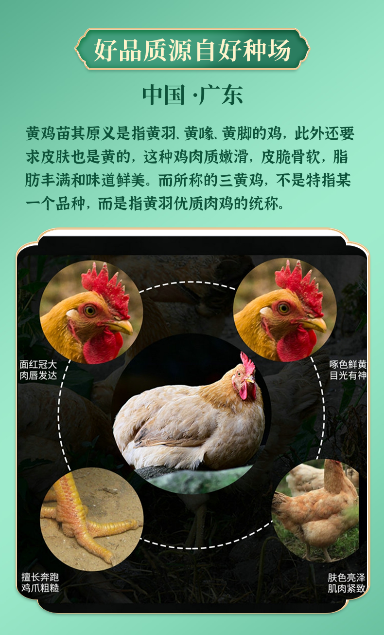 三黄鸡苗出壳防疫品种优良厂家直发