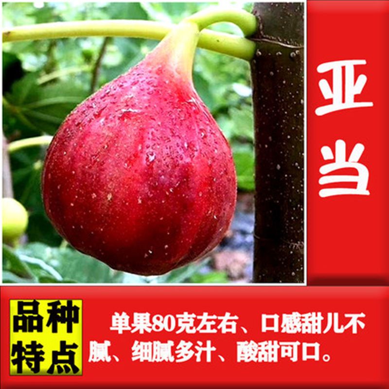 无花果苗，盆栽，地栽都可以，耐寒，南北方都可以种植