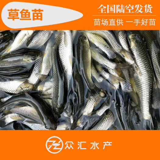 草鱼苗 广东靓身草鱼 鲩鱼苗 养殖基地批发 价格优惠