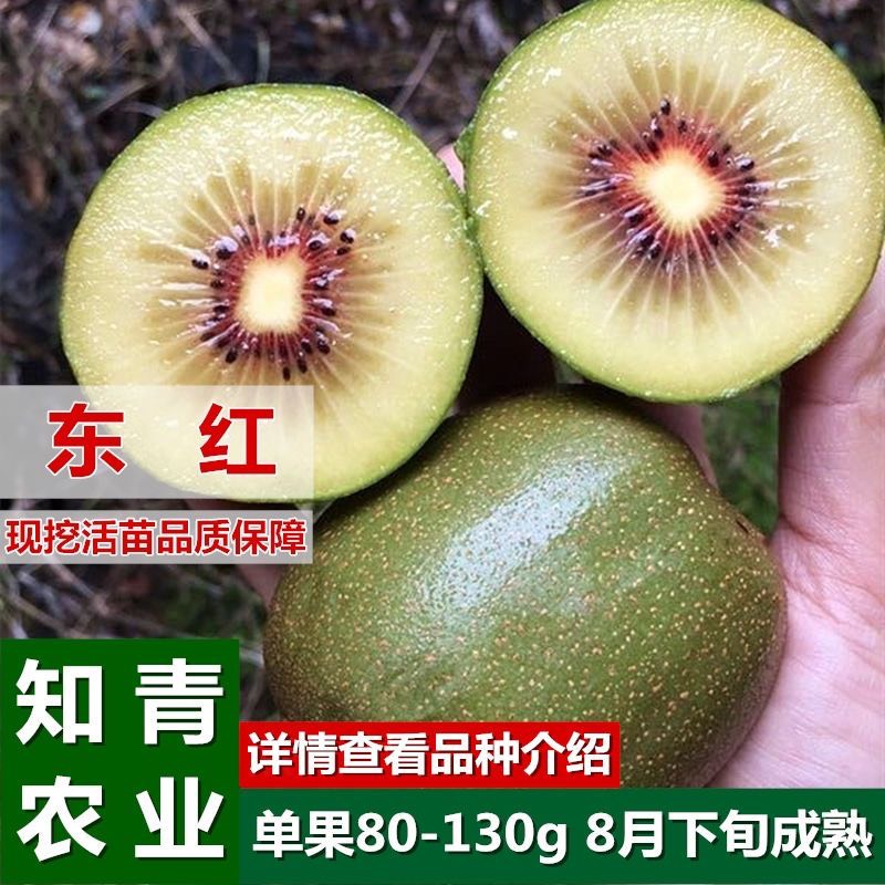 蒙阴县东红猕猴桃苗嫁接苗包成活包结果支持技术指导可签合同