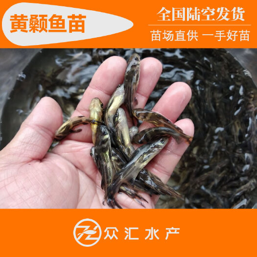 广州黄颡鱼苗 杂交黄骨鱼苗 全雄性黄颡苗 黄辣丁 黄鸭叫苗