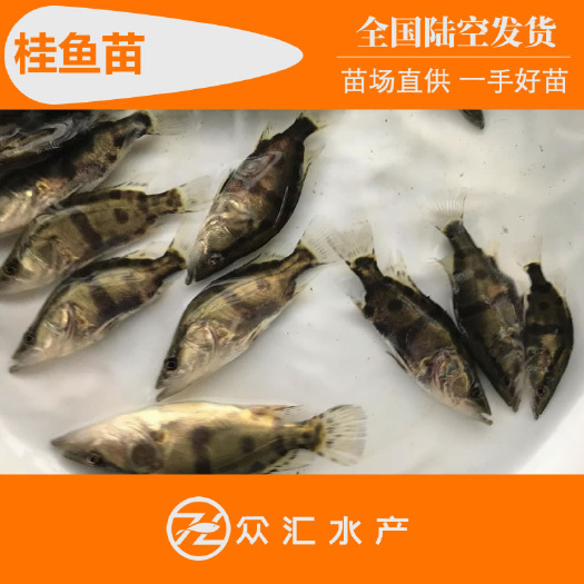 桂花鱼苗 鳜鱼苗 苗场批发 一手好苗 饲料桂鱼欢迎咨询