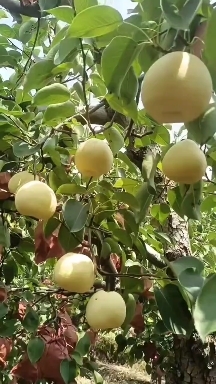 蒲城县蒲城酥梨，面白，核小，个大，口感香甜，皮薄。