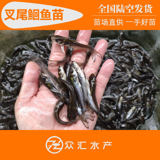 美国斑点叉尾苗 叉尾鮰鱼苗