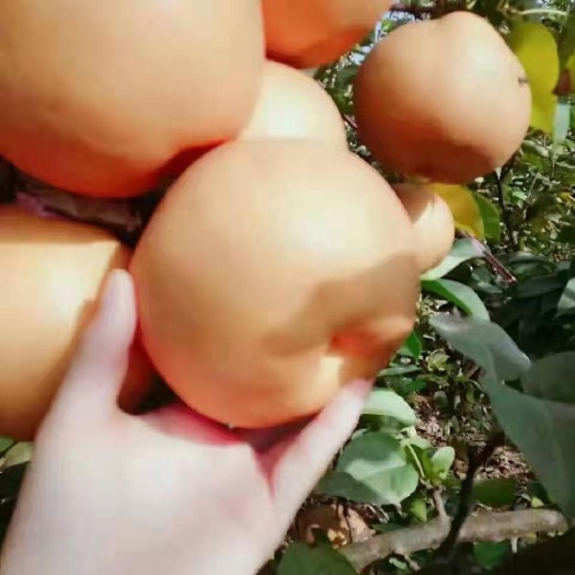 南阳晚秋黄梨