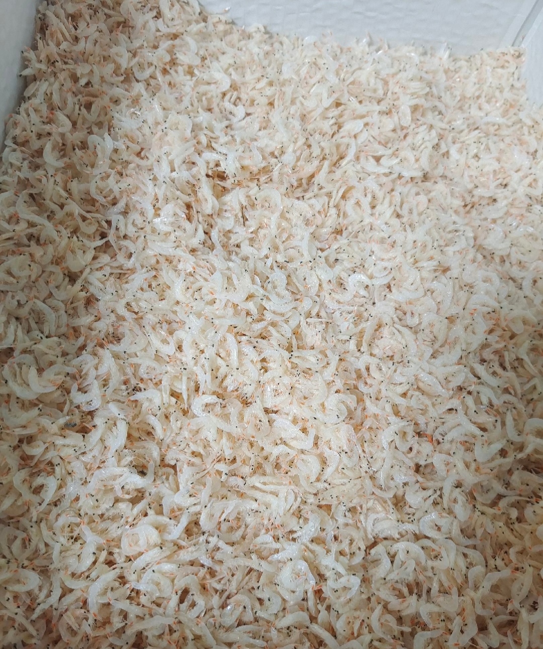 滨州虾皮淡干虾皮，规格齐全，产地直发