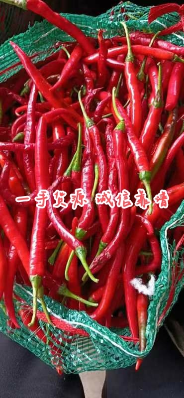 雷州市【优选】加工厂红线椒，剁椒打酱腌椒泡椒烘干用，可人工剪把去帽
