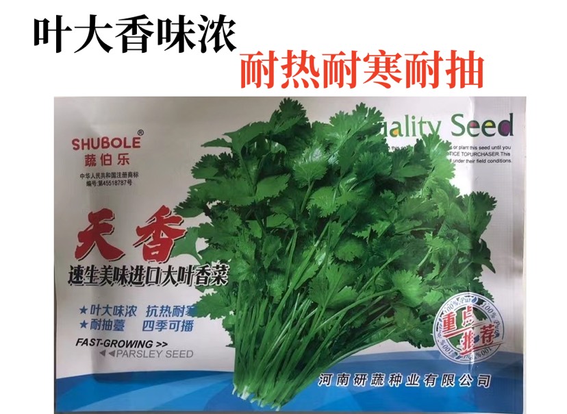 郑州大叶香菜种子 耐热耐寒耐抽薹 四季可播 香味浓产量高