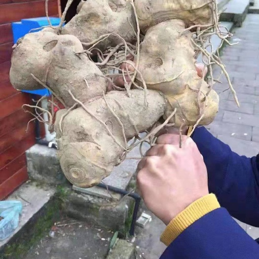 保山黄精块茎