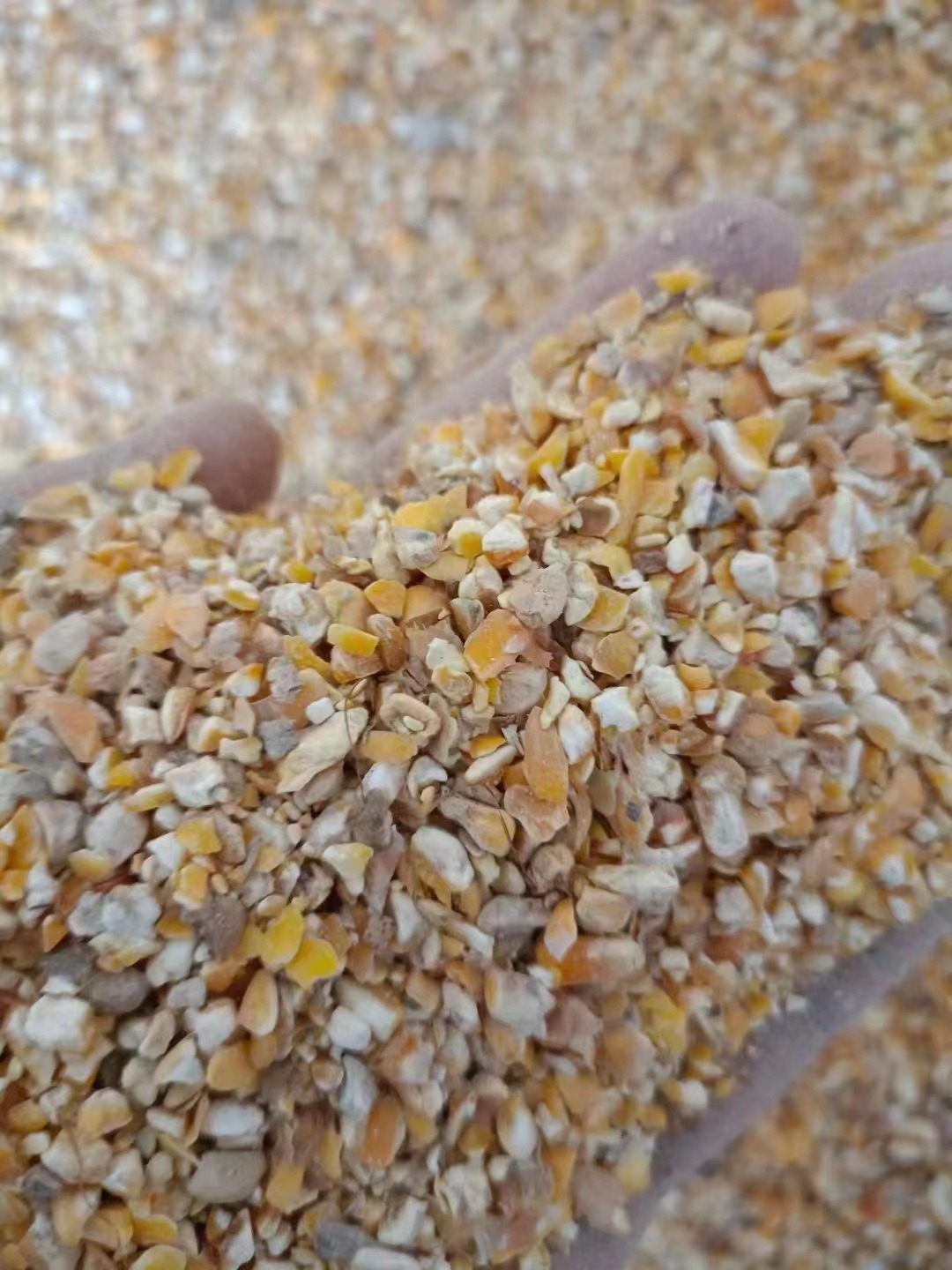 肥东县碎玉米，净粮碎玉米，无土无沙无霉变，适合鸡鸭鹅猪牛羊