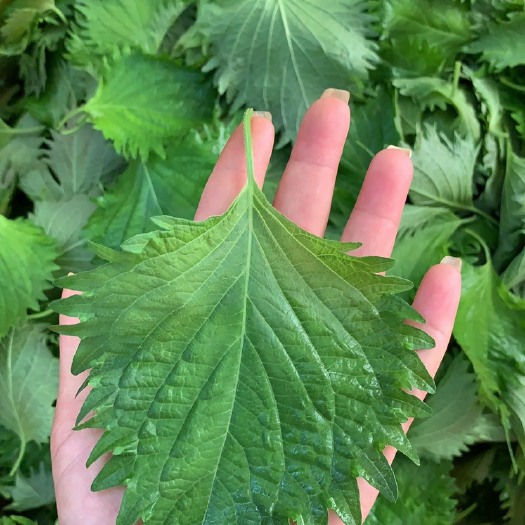 武汉新鲜紫苏叶，日本大叶，