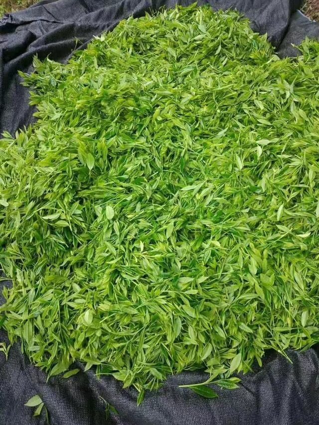 大量批发紫金婵茶，紫金高山茶。