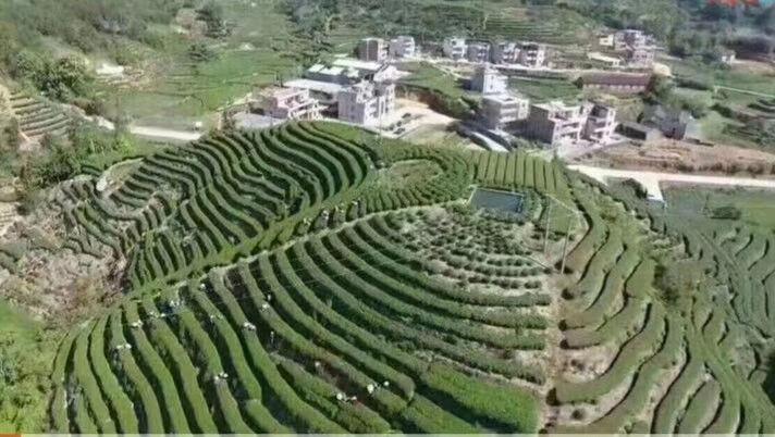 大量批发紫金婵茶，紫金高山茶。